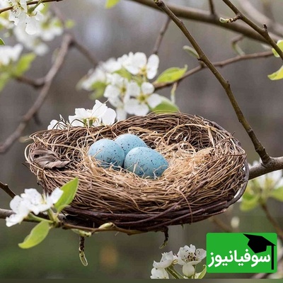 پرندگانی که پرورش جوجه‌هایشان را به دیگران می‌سپارند (5 نمونه شگفت‌انگیز)