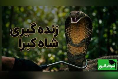 (ویدئو) مستند حیات‌وحش: لحظات هولناک زنده‌گیری مار کبرا و رازهای بقا