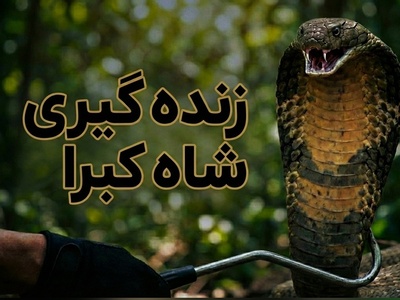 (ویدئو) مستند حیات‌وحش: لحظات هولناک زنده‌گیری مار کبرا و رازهای بقا