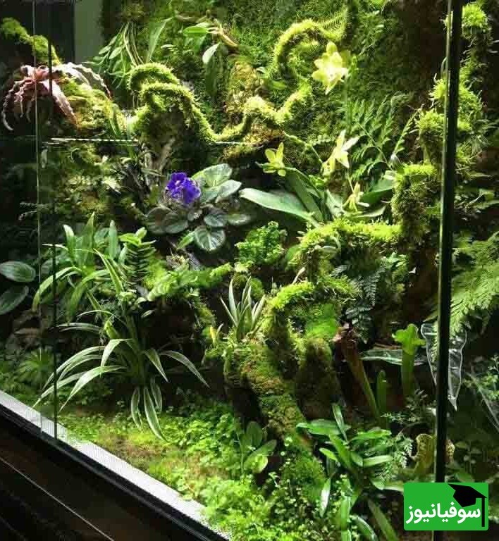 عکس/ تراریوم 60 ساله دیوید لاتیمر/ جادوی اکوسیستم در ایجاد باغی کوچک درون شیشه‌ای مهر و موم شده