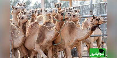 خطای دید/ فقط افرادی با قدرت بینایی بالا می‌توانند "شتر" متفاوت را فقط در عرض 4 ثانیه تشخیص دهند