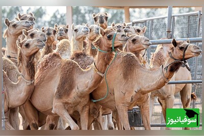 خطای دید/ فقط افرادی با قدرت بینایی بالا می‌توانند "شتر" متفاوت را فقط در عرض 4 ثانیه تشخیص دهند