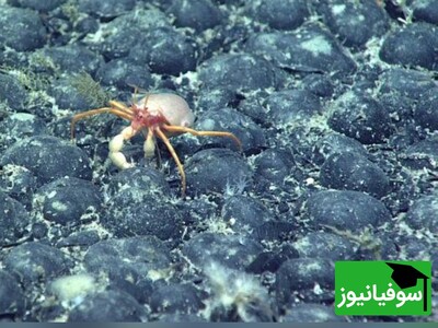 (ویدئو) کشف حیرت‌انگیز اکسیژن تاریک در اعماق اقیانوس‌ها؛ آیا این ژئو باتری طبیعی آینده انرژی را دگرگون خواهد کرد؟"