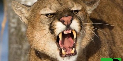 (ویدیو) مستند حیات وحش: شکار غیرمنتظره/ شیرهای کوهی به سراغ پنگوئن‌ها رفتند