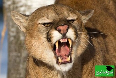 (ویدیو) مستند حیات وحش: شکار غیرمنتظره/ شیرهای کوهی به سراغ پنگوئن‌ها رفتند