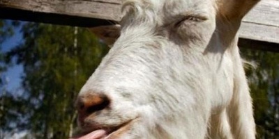 (کتاب صوتی) حکایت مرد و بز از کلیله و دمنه؛ داستانی کوتاه اما پرمعنا که آخرش غافلگیرتان می‌کند!