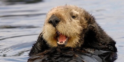 ویدیوی حیات وحش روز | غذا خوردن بامزه و جالب سمور آبی؛ این لحظه قشنگ‌ترین صحنه‌ای هست که امروز می‌بینی!