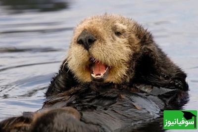 ویدیوی حیات وحش روز | غذا خوردن بامزه و جالب سمور آبی؛ این لحظه قشنگ‌ترین صحنه‌ای هست که امروز می‌بینی!