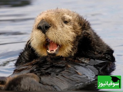 ویدیوی حیات وحش روز | غذا خوردن بامزه و جالب سمور آبی؛ این لحظه قشنگ‌ترین صحنه‌ای هست که امروز می‌بینی!