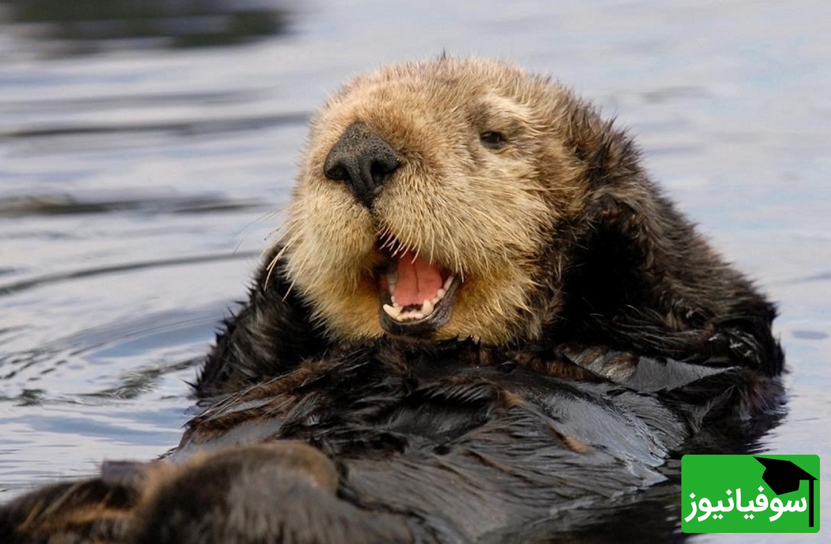 ویدیوی حیات وحش روز | غذا خوردن بامزه و جالب سمور آبی؛ این لحظه قشنگ‌ترین صحنه‌ای هست که امروز می‌بینی!