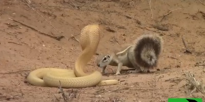 (ویدئو) مادری که از مرگ نمی‌ترسد؛ نبرد نفس‌گیر سنجاب با سمی‌ترین مار آفریقا