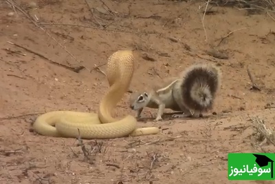 (ویدئو) مادری که از مرگ نمی‌ترسد؛ نبرد نفس‌گیر سنجاب با سمی‌ترین مار آفریقا