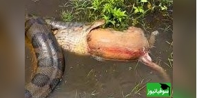 (ویدئو) مستند حیات وحش حیوانات/ راز بقا، این داستان: صحنه ای عجیب از رها کردن سگ، توسط مار آناکوندا پس از بلعیدن آن + ویدئو