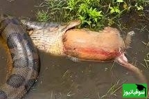 (ویدئو) مستند حیات وحش حیوانات/ راز بقا، این داستان: صحنه ای عجیب از رها کردن سگ، توسط مار آناکوندا پس از بلعیدن آن + ویدئو