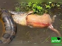 (ویدئو) مستند حیات وحش حیوانات/ راز بقا، این داستان: صحنه ای عجیب از رها کردن سگ، توسط مار آناکوندا پس از بلعیدن آن + ویدئو