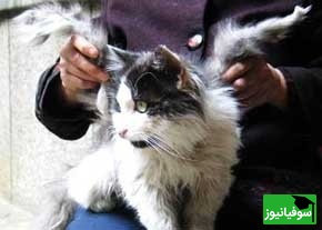 دیده شدن گربه بالدار برای اولین بار در ایران😮/ اصلا باورش سخته مگه میشه مگه داریم!+ ویدیو