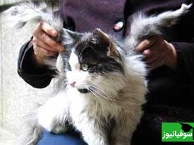 دیده شدن گربه بالدار برای اولین بار در ایران😮/ اصلا باورش سخته مگه میشه مگه داریم!+ ویدیو