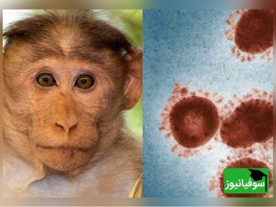 (ویدئو) بیماری فراموش‌ شده‌ای که دوباره سر برآورده است؛ آیا آبله میمون می‌تواند تهدیدی جهانی باشد؟