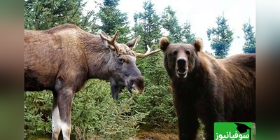 مستند حیات وحش حیوانات/ حمله خرس به بچه‌گوزن مقابل چشمان مادر