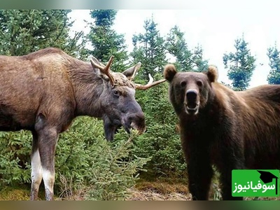 مستند حیات وحش حیوانات/ حمله خرس به بچه‌گوزن مقابل چشمان مادر