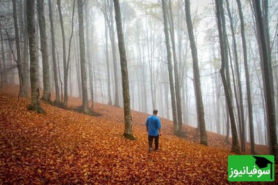 اولین نشانه‌های پاییز در شمال! سوادکوه با رنگ‌هایی که چشم رو جادو می‌کنن؛ جایی که طبیعت با دلت حرف می‌زنه+ ویدئو