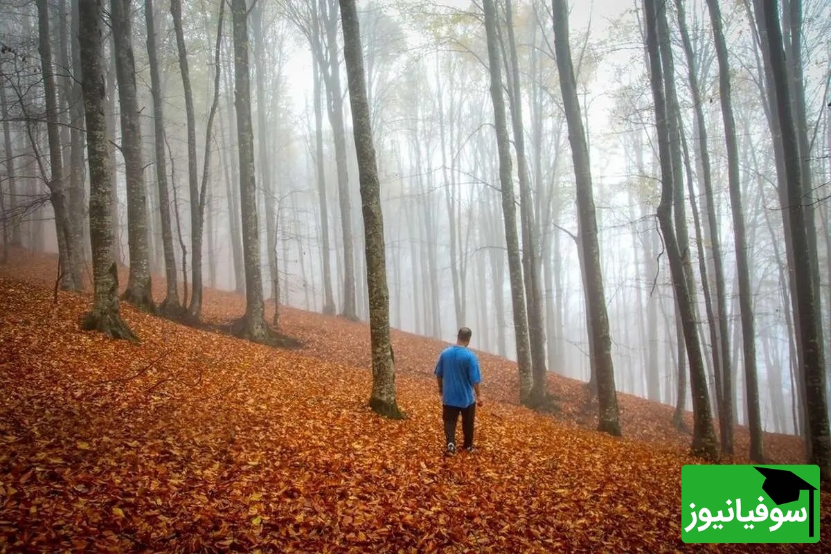 اولین نشانه‌های پاییز در شمال! سوادکوه با رنگ‌هایی که چشم رو جادو می‌کنن؛ جایی که طبیعت با دلت حرف می‌زنه+ ویدئو