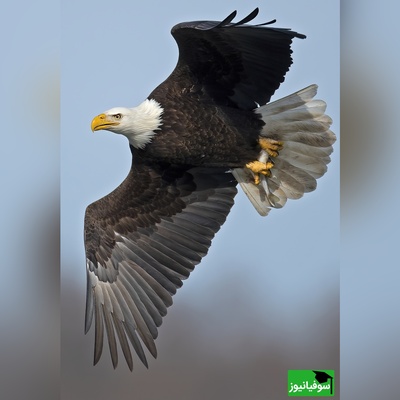 (ویدئو) گربه ای که ناجی سگ شد