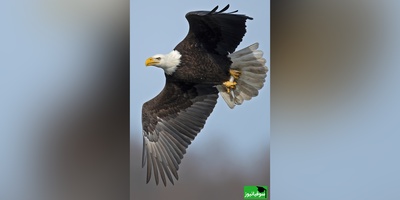 (ویدئو) گربه ای که ناجی سگ شد