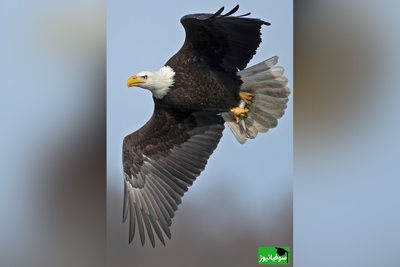 (ویدئو) گربه ای که ناجی سگ شد