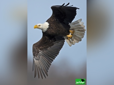 (ویدئو) گربه ای که ناجی سگ شد