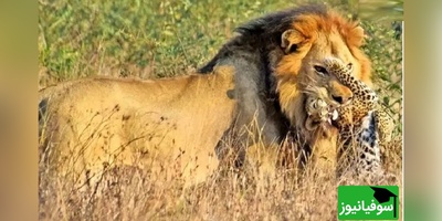 (ویدئو) مستند حیات وحش حیوانات/ یک لحظه کوتاه اما پرتنش از صحنه ای که شیر نر یک بچه‌پلنگ را جلوی چشمان مادرش شکار کرد