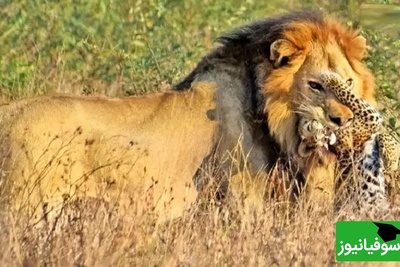 (ویدئو) مستند حیات وحش حیوانات/ یک لحظه کوتاه اما پرتنش از صحنه ای که شیر نر یک بچه‌پلنگ را جلوی چشمان مادرش شکار کرد