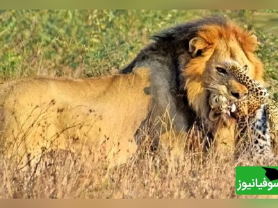 (ویدئو) مستند حیات وحش حیوانات/ یک لحظه کوتاه اما پرتنش از صحنه ای که شیر نر یک بچه‌پلنگ را جلوی چشمان مادرش شکار کرد