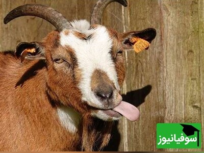 کتاب صوتی؛ حکایت‌های آموزنده /کلیله و دمنه؛ این داستان مرد و بز