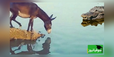 (ویدئو)ویژه علاقه مندان به  مستند حیات وحش حیوانات/ نبرد نفس‌گیر  تمساح وحشی و الاغ