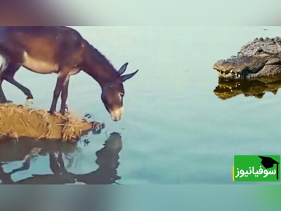 (ویدئو)ویژه علاقه مندان به  مستند حیات وحش حیوانات/ نبرد نفس‌گیر  تمساح وحشی و الاغ