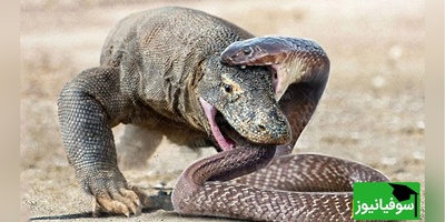 (ویدئو) مستند حیات وحش حیوانات/ راز بقا، این قسمت: نبرد نفس‌گیر اژدهای کومودو و مار موذی