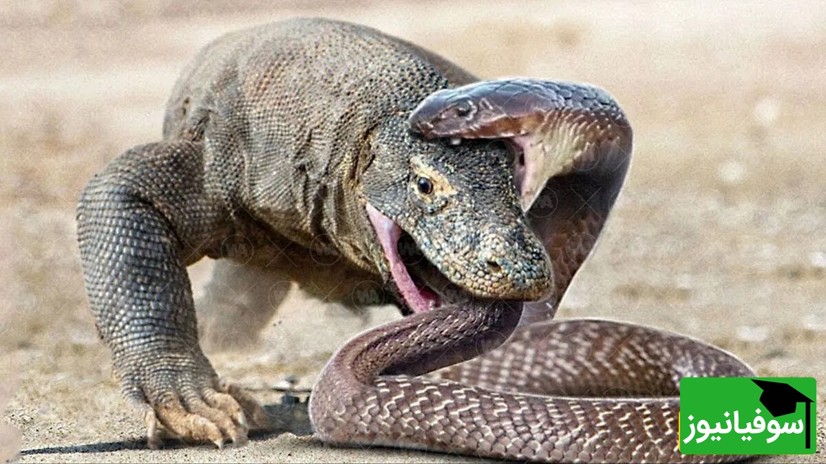 (ویدئو) مستند حیات وحش حیوانات/ راز بقا، این قسمت: نبرد نفس‌گیر اژدهای کومودو و مار موذی
