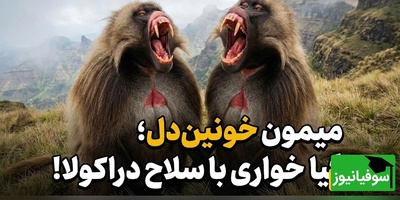 (ویدئو) مستند حیات‌وحش حیوانات؛ ماجرای امروز راز بقا: تضاد عجیب در طبیعت؛ وحشی‌ترین چهره برای صلح‌جوترین حیوان