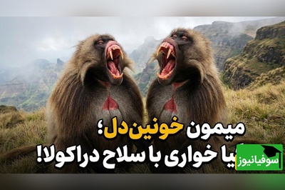 (ویدئو) مستند حیات‌وحش حیوانات؛ ماجرای امروز راز بقا: تضاد عجیب در طبیعت؛ وحشی‌ترین چهره برای صلح‌جوترین حیوان