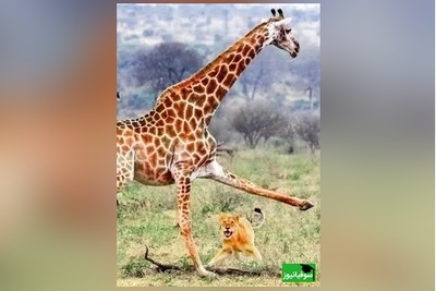 (ویدئو) مستند حیات وحش حیوانات/ راز بقا، این داستان: تراژدی در ساوانا؛ بچه زرافه طعمه شیرها شد