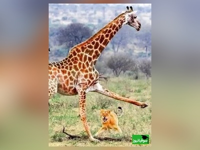 (ویدئو) مستند حیات وحش حیوانات/ راز بقا، این داستان: تراژدی در ساوانا؛ بچه زرافه طعمه شیرها شد