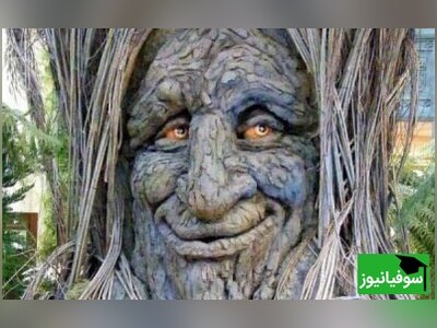 ویدیو/ درخت‌های افسانه‌ای و منحصربه‌فردی که متعلق به دنیایی ماورای زمین هستند/ ظاهر خاص یا طول عمر کدامیک علت تقدس این درختان عظیم است؟