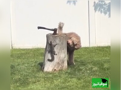 (ویدئو) دوئل هوش در طبیعت؛ سنجاب نابغه با ترفندهای باورنکردنی‌اش سگ کنجکاو را شکست می‌دهد و پیروز میدان می‌شود