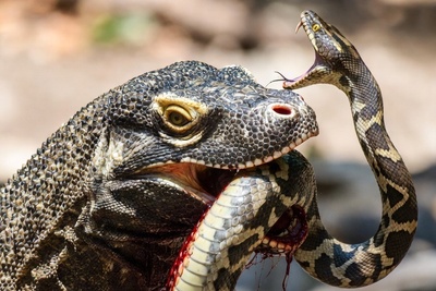 ویدئوی حیات وحش روز؛ این ماجرای راز بقا: نبرد نفسگیر و تن‌به‌تن دو غول: اژدهای کومودو در برابر پیتون