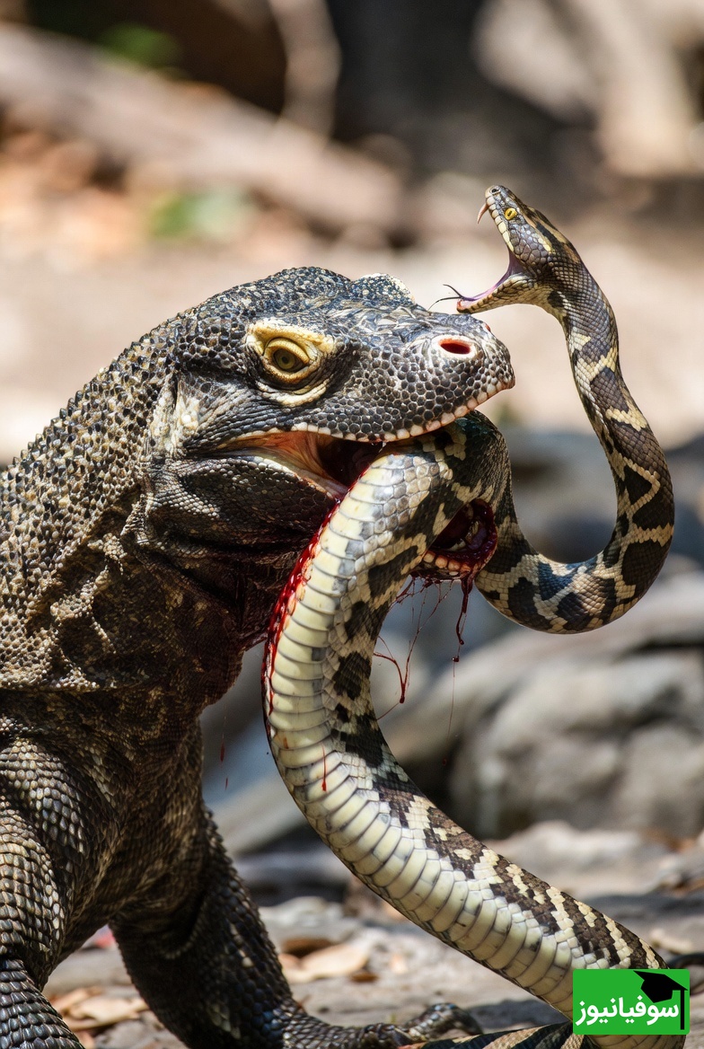 ویدئوی حیات وحش روز؛ این ماجرای راز بقا: نبرد نفسگیر و تن‌به‌تن دو غول: اژدهای کومودو در برابر پیتون