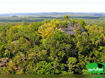 (ویدیو) کشف جنگل باستانی 22 میلیون ساله!!!