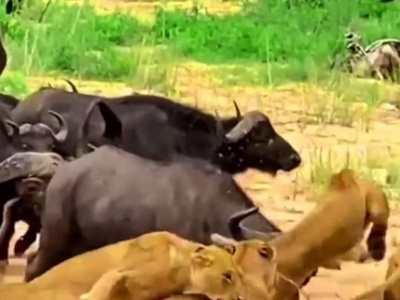 (ویدئو) مستند حیات وحش، راز بقا؛ این داستان: حمله گله بوفالو ها به گله شیر های درنده/ صحنه همبستگی و دفاع جمعی در بین حیوانات