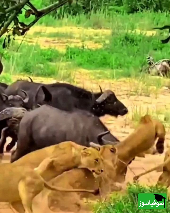 (ویدئو) مستند حیات وحش، راز بقا؛ این داستان: حمله گله بوفالو ها به گله شیر های درنده/ صحنه همبستگی و دفاع جمعی در بین حیوانات