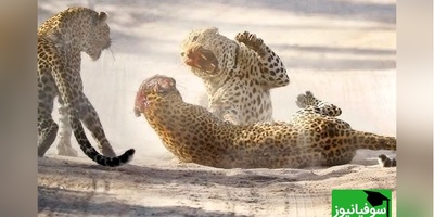 (ویدئو) مستند حیات وحش حیوانات/ راز بقا، این داستان: نبرد مرگبار پلنگ‌های آفریقایی بر سر قلمرو/ ویدئو